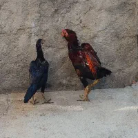 خروس و مرغ لاری و بوقلمون