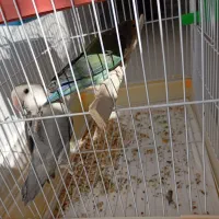 طوطی کوتوله