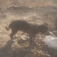 پاکوتاه نر و ماده|سگ|نیشابور, فخریه|دیوار