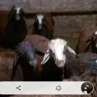 گوسفندهای سالم وچاق