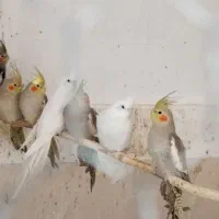 طوطی عروس هلندی|پرنده|رودسر, |دیوار