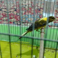 قناری دوعددسفیدوابلغ