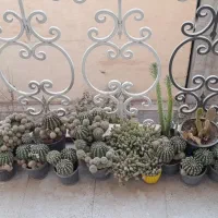 گل کاکتوس|گل و گیاه طبیعی|هشتگرد, مدرس|دیوار