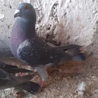 کبوتر یا کفتر مسافتی ( خرامه )