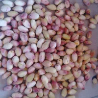 پسته نوبرانه