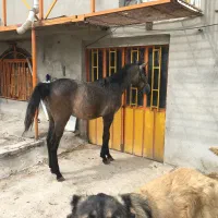 واگذاری کره مادیان ۲۴ ماهه کرد اصیل