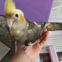 گمشده|پرنده|بندرعباس, |دیوار