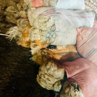 پشم گوسفند