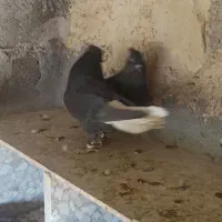 دم سفید|پرنده|گله دار, |دیوار