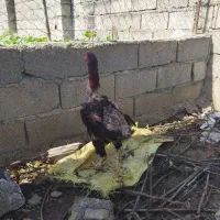 فروش خروس لاری
