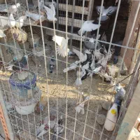 کبوتر|پرنده|آق قلا, |دیوار
