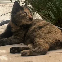 واگذاری گربه خانگی ۳ ماهه
