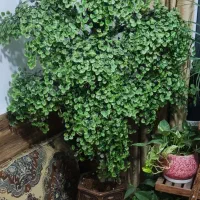 گل مصنوعی|گل مصنوعی|تهران, سلیمانی|دیوار