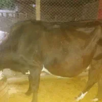 گاو آبستن شیش دانگ|حیوانات مزرعه|دره شهر, |دیوار