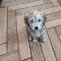 سگ شیتزو پودل