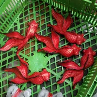 نماد سال خام و رنگی ماهی سهدم و..