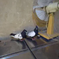 کفتر|پرنده|گلبهار, شهر جدید گلبهار|دیوار