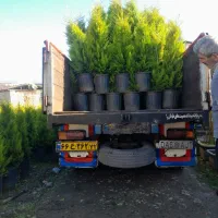 گل و گیاه کاج لاوسون کامیس مورت ...|خدمات باغبانی و درختکاری|شیرود, |دیوار