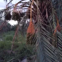 باغ خرما مضافتی ثمری