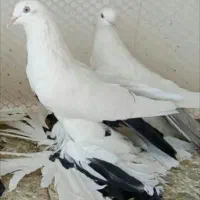 کبوتر الوان کومور گویروخ،دمسیاه،توحلی