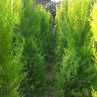 لاوسون  یاس هلندی شمشاد طلایی|خدمات باغبانی و درختکاری|چابکسر, |دیوار