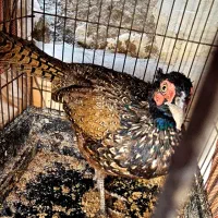 طاووس کفتر زینتی|پرنده|اسلامشهر, شهرک امام حسین (میان آباد)|دیوار