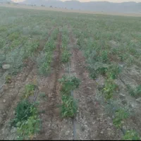 اجاره سی هکتار زمین دیم