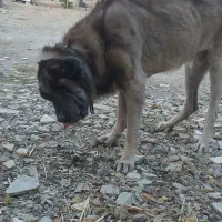 سگم گمشده نر هست