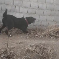 واگذاری سگ نگهبان