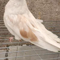 کفتر نقش و پرشی و نوک قنار|پرنده|اردکان, |دیوار