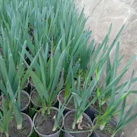 فروش گل نرگس