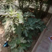 فروش-ملک-ویلایی