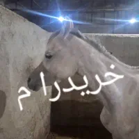 اسب