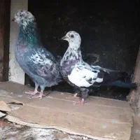 کبوتر|پرنده|رشت, جانبازان|دیوار