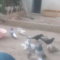 سروردم سفید