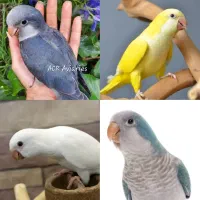 دنیای راهب بهترین طوطی سخنگو|پرنده|تهران, نارمک|دیوار