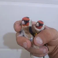 سهره پاییزه|پرنده|بروجرد, |دیوار