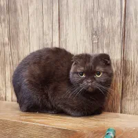 گربه اسکاتیش فولد