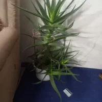 تنور|اجاق گاز و لوازم برقی پخت‌وپز|مشهد, شهید بصیر|دیوار