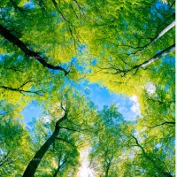 باغبانی و فضای سبز|خدمات باغبانی و درختکاری|زاهدان, |دیوار