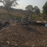 کبوتر دورگ|پرنده|گرگان, |دیوار