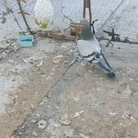 نر دوخط|پرنده|بروجرد, |دیوار