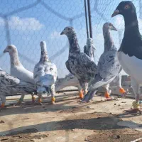 ۱۲تا هفرنگ پرخال همه جوان بشرط|پرنده|الوند, |دیوار