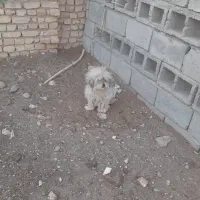 سگ‌پاکوتاه