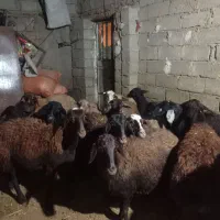 گوسفند افشاری|حیوانات مزرعه|صحنه, |دیوار