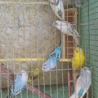 یانزده عدد مرغ عشق بالغ