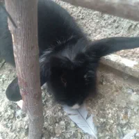 خرگوش لوپ|موش و خرگوش|قائن, |دیوار