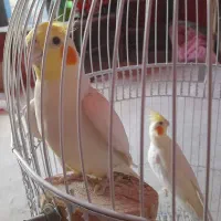 عروس هلندی