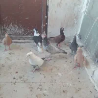 کفتر|پرنده|بیرجند, |دیوار