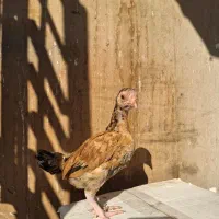 جوجه مرغ و خروس لاری کوشامو.مینیاتوری.|حیوانات مزرعه|مشهد, شهید بهشتی|دیوار